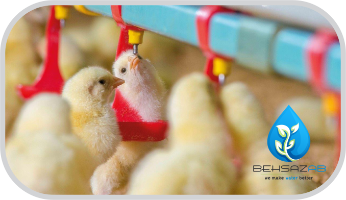 تصفیه آب مرغداری