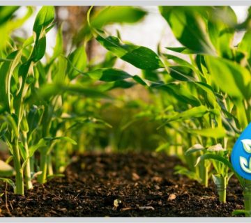 تصفیه فاضلاب کشاورزی