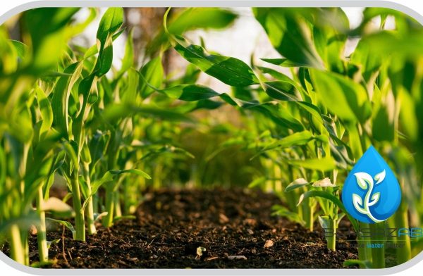 تصفیه فاضلاب کشاورزی