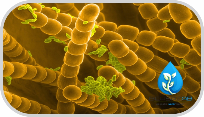 کاربرد آنزیم ها در تصفیه فاضلاب