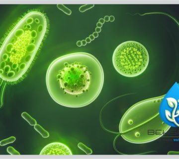 میکروارگانیسم تصفیه فاضلاب