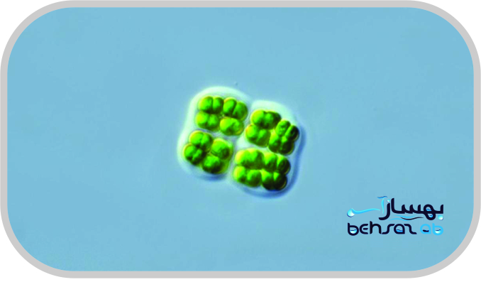 سیانوباکترها