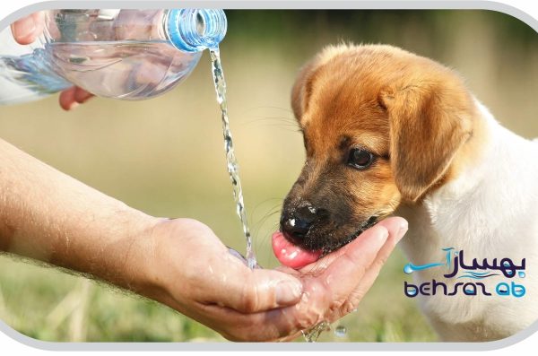 آیا حیوانات خانگی هم نیاز به آب تصفیه شده دارند؟